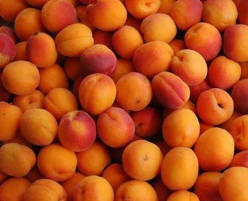 apricots