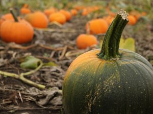 pumpkins-field