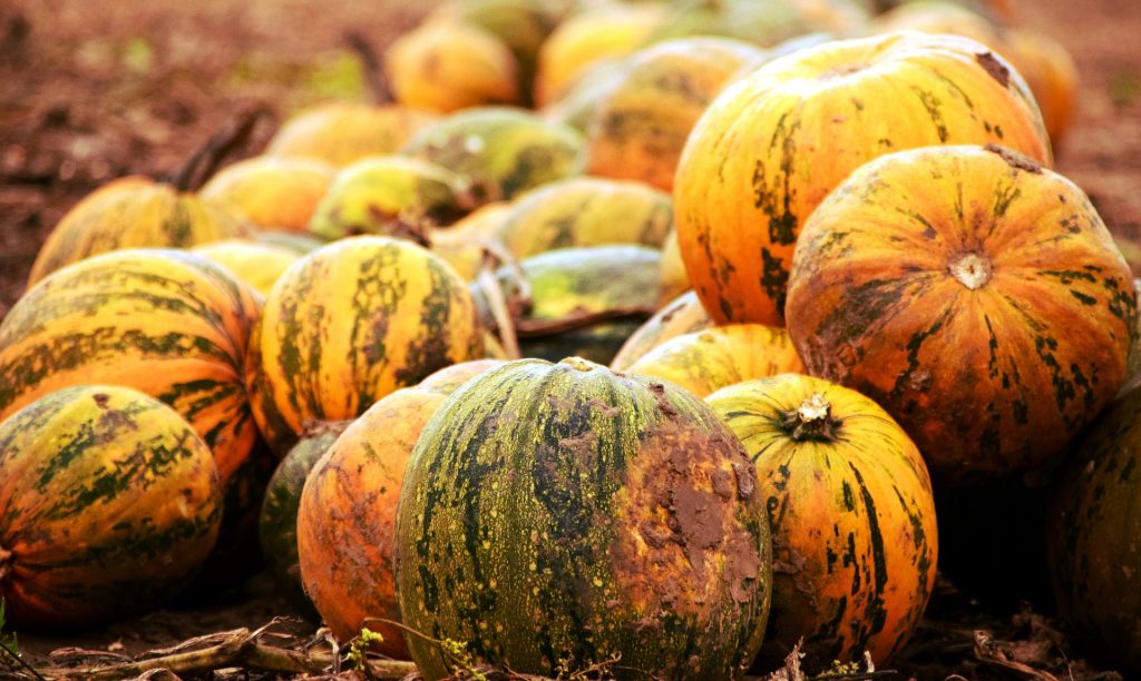 pumpkins-rustic