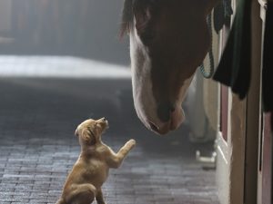 puppy-love-budweiser