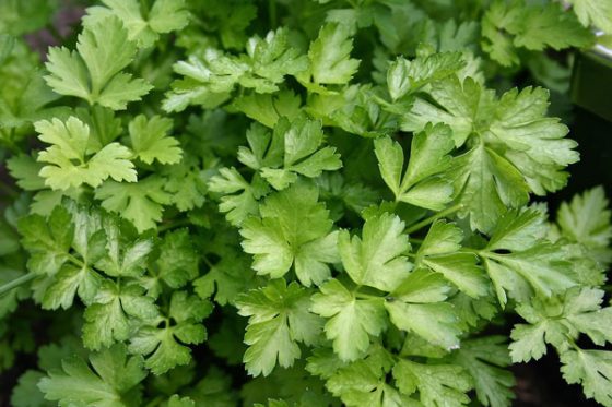 Parsley