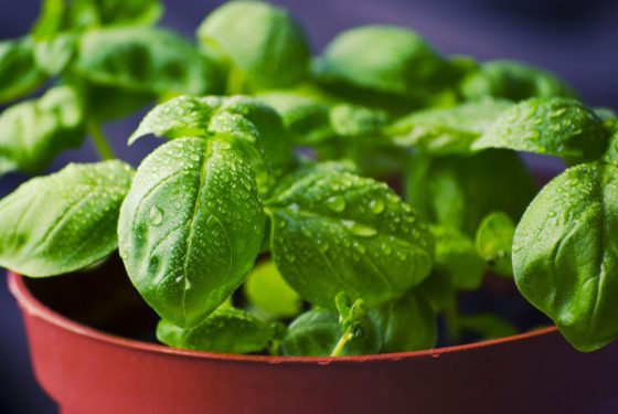 basil-plant