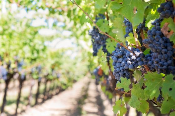 purple-grapes-vineyard-napa-valley-napa-vineyard-pexels