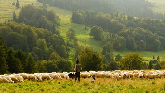 sheep-farmer-pexel